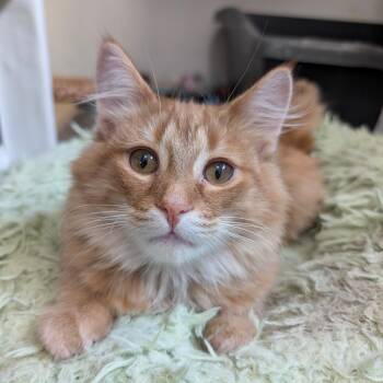 Rescue Domestic Medium Hair Cats for Adoption in Saint Francis, Minnesota - Miles & Millie | PetCurious