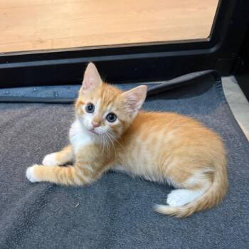 Cohen 2288 -  Domestic Short Hair Cat Available for Adoption in Kansas City, Missouri - Cohen 2288 | PetCurious