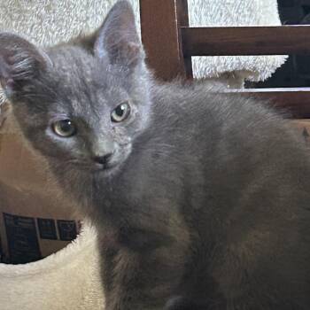 Billy Bob -  Russian Blue Cat for Adoption in Mount Vernon, Arkansas - Billy Bob | PetCurious