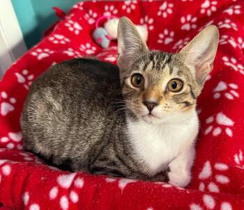 Espeon -  Domestic Short Hair and Tabby Cat for Adoption in Pompano Beach, Florida - Espeon | PetCurious