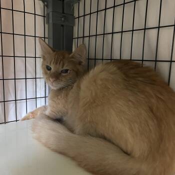 Jurgen -  Domestic Medium Hair Cat for Adoption in Sebring, Florida - Jurgen | PetCurious
