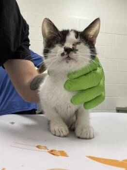 SMOREO -  Domestic Short Hair Cat for Adoption in Indianapolis, Indiana - SMOREO | PetCurious