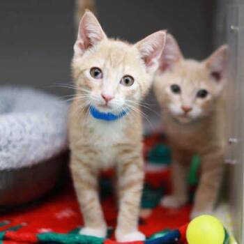 Coffee -  Domestic Short Hair Cat for Adoption in Atlanta, Georgia - Coffee | PetCurious