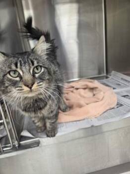 Domestic Long Hair and Domestic Short Hair Cats Available for Adoption in Westland, Michigan - Baymax | PetCurious