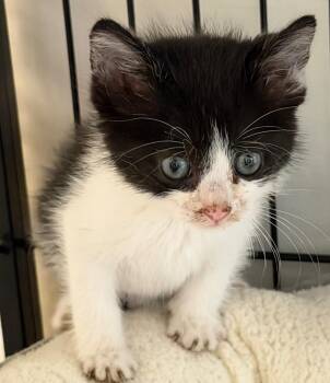 Cuddles -  Domestic Short Hair Cat for Adoption in Columbia, Illinois - Cuddles | PetCurious
