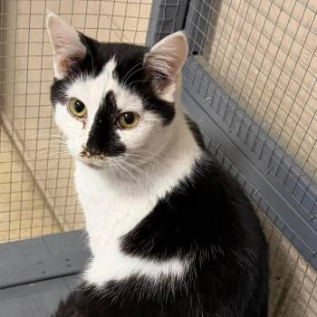 Domestic Short Hair Cats Available for Adoption - (16824) | PetCurious