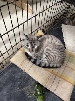 Rescue Domestic Short Hair Cats for Adoption in Camp Hill, Pennsylvania - Simon | PetCurious
