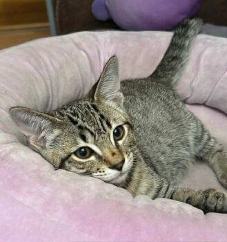 Rescue Domestic Short Hair Cats for Adoption in Abbotsford, British Columbia - Spot(Dot) | PetCurious