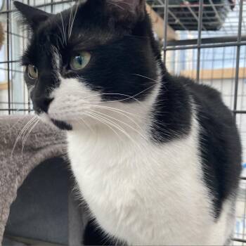 Fozzy -  Domestic Short Hair Cat for Adoption in Taos, New Mexico - Fozzy | PetCurious