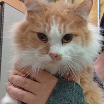Rescue Domestic Long Hair Cats for Adoption in Grand Rapids, Minnesota - Foxy | PetCurious