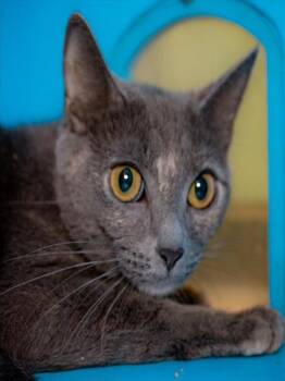 CASEY -  Domestic Short Hair Cat for Adoption in Boston, Massachusetts - CASEY | PetCurious