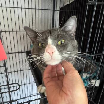 Henry C12043 -  Domestic Short Hair Cat for Adoption - Henry C12043 | PetCurious
