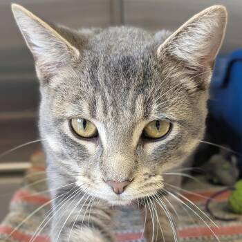 Domestic Short Hair Cats Available for Adoption in Jefferson, Wisconsin - Cypher | PetCurious