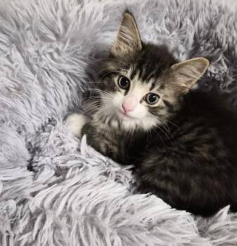 Domestic Long Hair and Domestic Short Hair Cats Available for Adoption in Conway, South Carolina - Maple | PetCurious