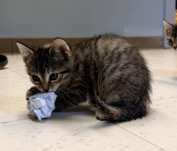 Spot -  Domestic Short Hair Cat for Adoption in Dyersburg, Tennessee - Spot | PetCurious