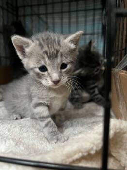 Rosie -  Domestic Short Hair Cat for Adoption in Mcpherson, Kansas - Rosie | PetCurious