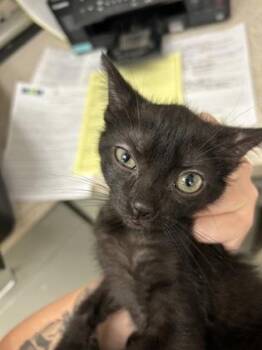 Jyrah -  Domestic Short Hair Cat for Adoption in Palm Coast, Florida - Jyrah | PetCurious