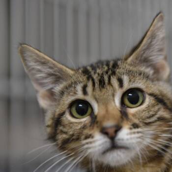 Jinx -  Domestic Short Hair Cat for Adoption in Redwood City, California - Jinx | PetCurious