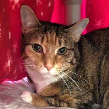 Rescue Domestic Short Hair Cats for Adoption in Grayslake, Illinois - Leaf | PetCurious