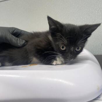 Brooke -  Domestic Short Hair Cat for Adoption in Tampa, Florida - Brooke | PetCurious