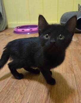 Brandy -  Domestic Medium Hair Cat Available for Adoption in Rutherfordton, North Carolina - Brandy | PetCurious