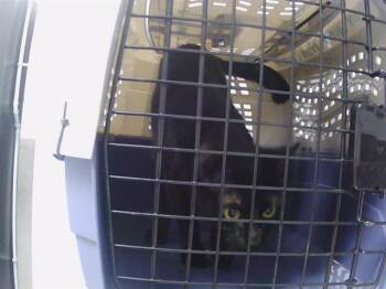 A1265858 -  Domestic Short Hair Cat for Adoption in Charlotte, North Carolina - A1265858 | PetCurious