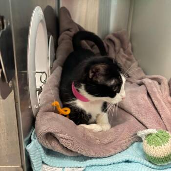 Magpie -  Domestic Medium Hair Cat for Adoption in Fairport, New York - Magpie | PetCurious