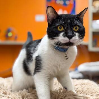 Domestic Short Hair Cats Available for Adoption in Gainesville, Georgia - George Darling | PetCurious