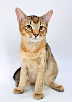 Bagel -  Somali and Domestic Short Hair Cat for Adoption in Morton Grove, Illinois - Bagel | PetCurious
