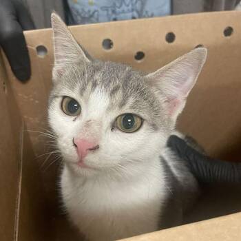 Fiona -  Domestic Short Hair Cat for Adoption in Chicago, Illinois - Fiona | PetCurious