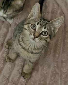 Tony -  Abyssinian and Domestic Medium Hair Cat for Adoption in Allentown, New Jersey - Tony | PetCurious