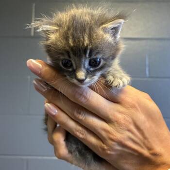 TUSC-Stray-85338 -  Domestic Short Hair Cat for Adoption in Tuscaloosa, Alabama - TUSC-Stray-85338 | PetCurious