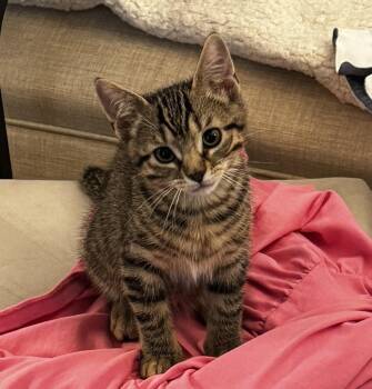 Alfred -  Tabby and Domestic Short Hair Cat Available for Adoption in Buford, Georgia - Alfred | PetCurious