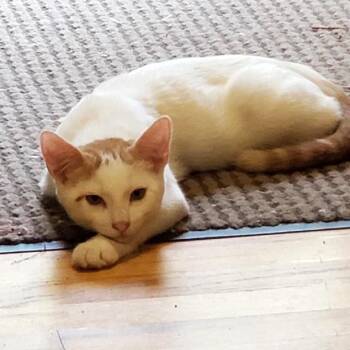Carrot Top -  Domestic Short Hair Cat for Adoption in Bulverde, Texas - Carrot Top | PetCurious