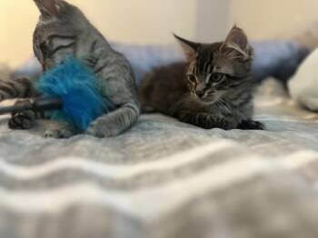 Oscar -  Domestic Short Hair Cat for Adoption in Vallejo, California - Oscar | PetCurious