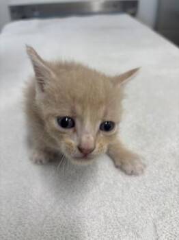 Mantis -  Domestic Short Hair Cat for Adoption in Daphne, Alabama - Mantis | PetCurious