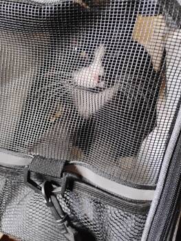 Boots -  Domestic Short Hair Cat for Adoption in Rochester, New York - Boots | PetCurious