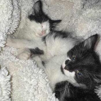 Alfie C71034 -  Domestic Medium Hair Cat for Adoption in Minnetonka, Minnesota - Alfie C71034 | PetCurious
