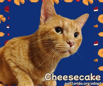 Rescue Domestic Short Hair and Tabby Cats for Adoption in Pensacola, Florida - Cheesecake | PetCurious