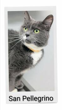 San Pellegrino -  Domestic Short Hair Cat for Adoption in Caistor Centre, Ontario - San Pellegrino | PetCurious