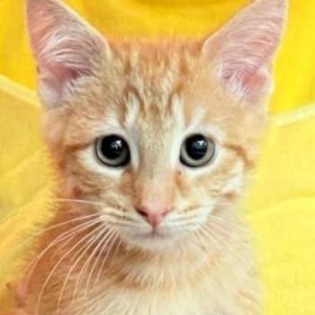 Sherbert 8709 -  American Shorthair Cat for Adoption in Boca Raton, Florida - Sherbert 8709 | PetCurious