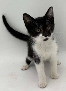 Jade -  Domestic Short Hair Cat for Adoption in Bowling Green, Kentucky - Jade | PetCurious