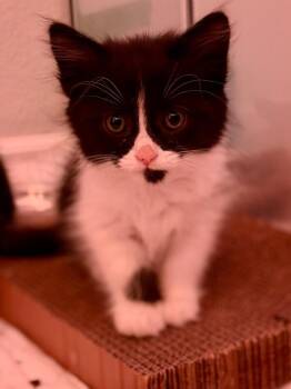 PressDoh -  Domestic Long Hair Cat for Adoption in Fort Collins, Colorado - PressDoh | PetCurious