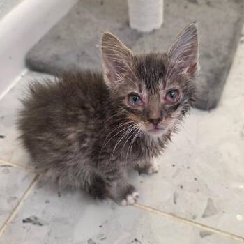 Domestic Short Hair Cats Available for Adoption in Austin, Texas - Tumble Weed 11 | PetCurious