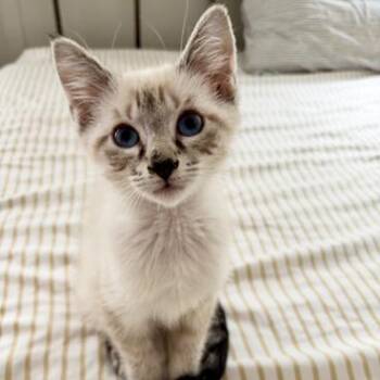Sushi -  Siamese Cat for Adoption in NEW PT RICHEY, Florida - Sushi | PetCurious