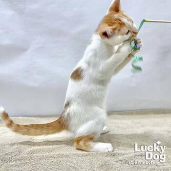 Domestic Short Hair Cats Available for Adoption in Washington, District Of Columbia - Oberon | PetCurious