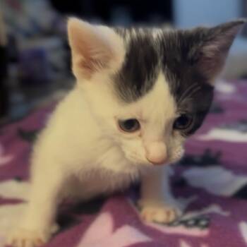 Eclipse -  Domestic Short Hair Cat for Adoption in Midland, Texas - Eclipse | PetCurious