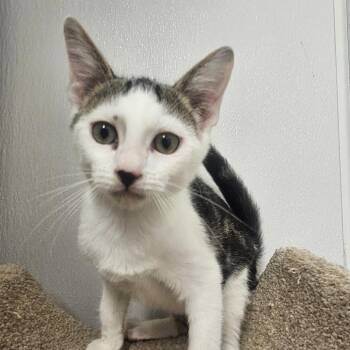 Toffee -  Domestic Short Hair Cat for Adoption in Grantsville, Utah - Toffee | PetCurious