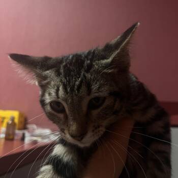 Brad -  Domestic Short Hair Cat for Adoption in Lenexa, Kansas - Brad | PetCurious