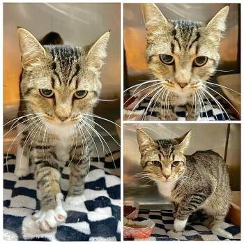 Valor -  Domestic Short Hair Cat for Adoption in New York, New York - Valor | PetCurious
